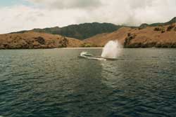 Whale watching in Indonesia+