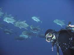 sailing in Indonesia