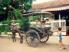 Buying a tree Indonesian style!